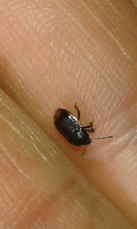 Cydnidae : Legnotus limbosus?  S